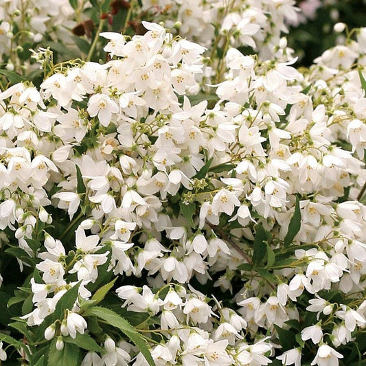 Deutzia Yuki Snowflake®