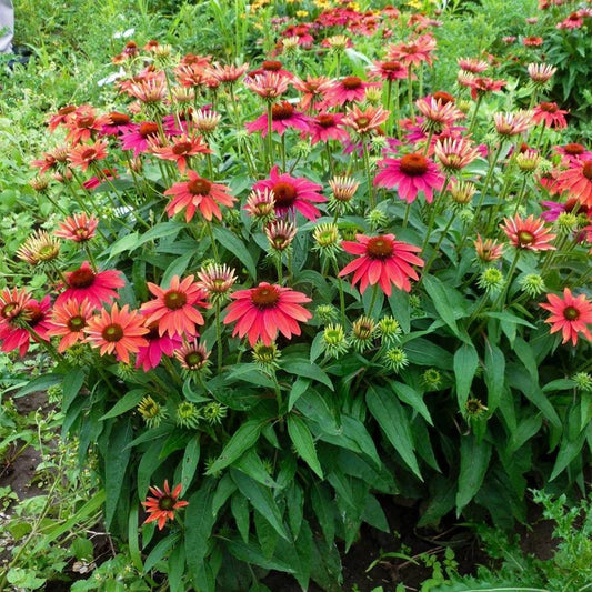 Echinacea Sombrero® Tres Amigos
