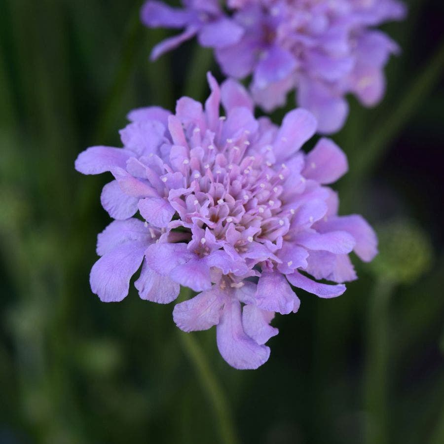 Scabiosa Flutter™ Deep Blue