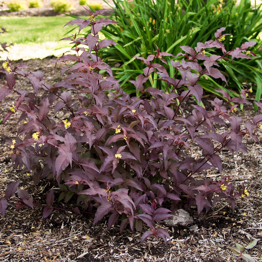 Diervilla Nightglow™ Bush Honeysuckle