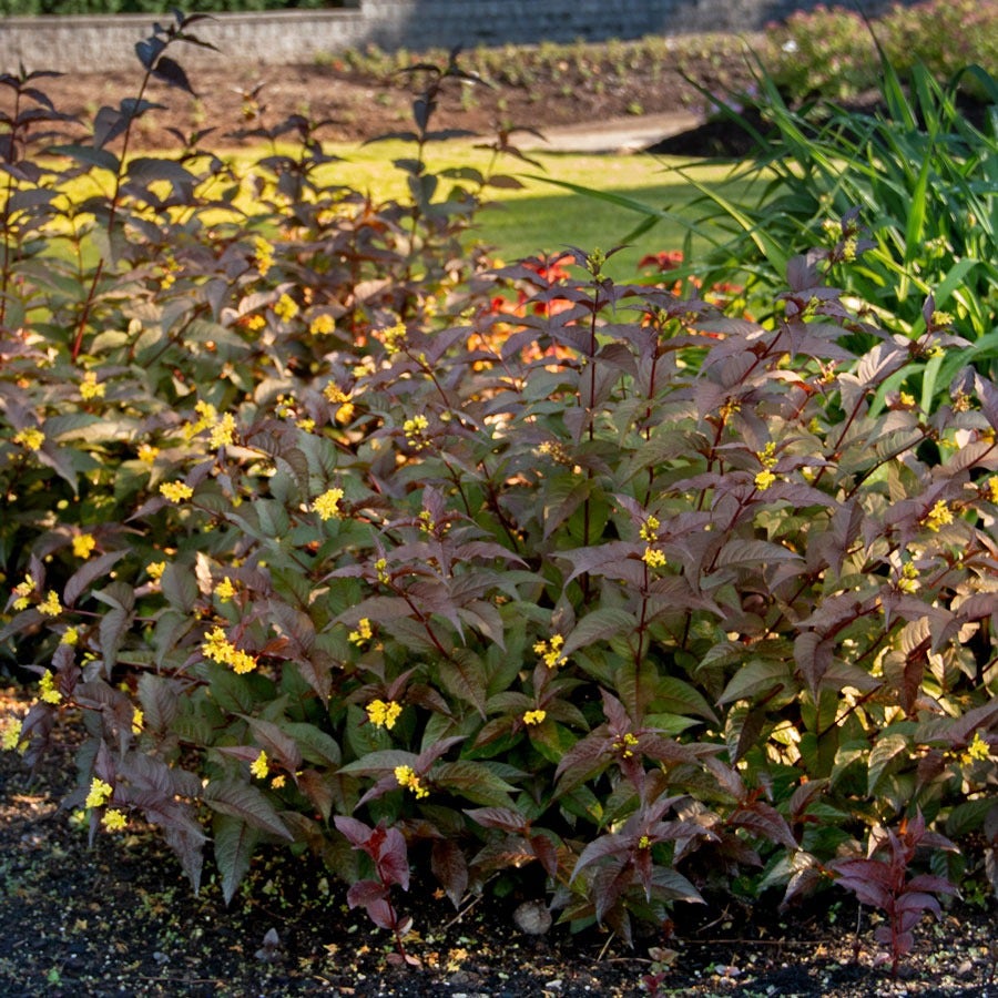 Diervilla Nightglow™ Bush Honeysuckle