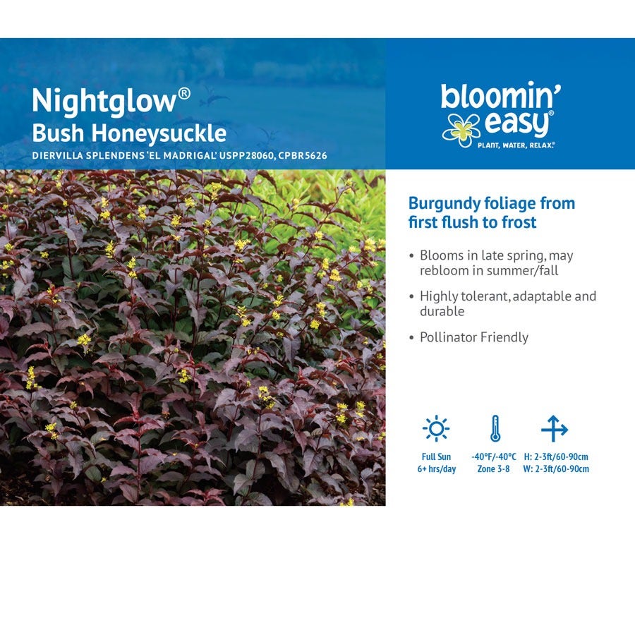 Diervilla Nightglow™ Bush Honeysuckle