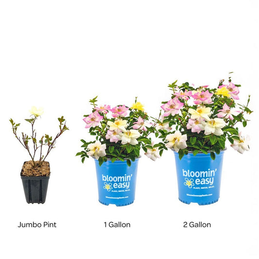 Rosa Peach Lemonade® Rose