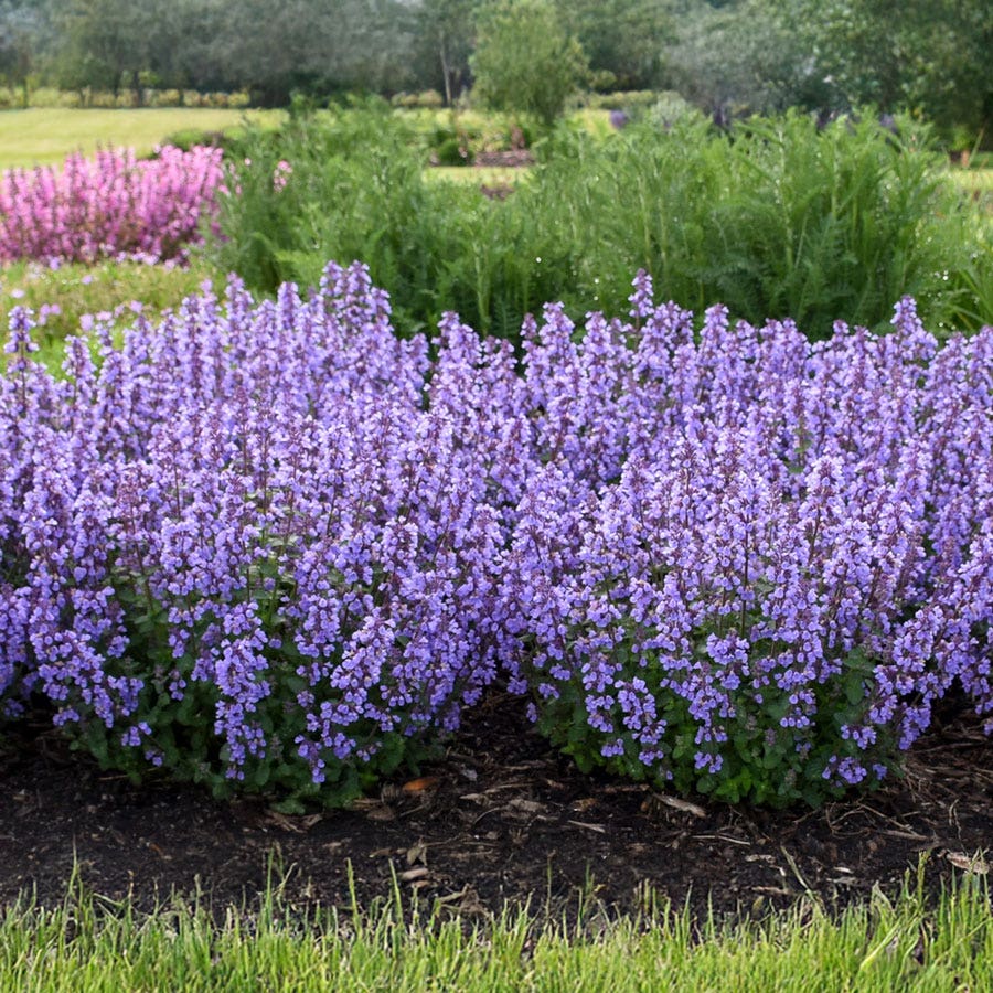 Nepeta 'Cat's Pajamas' Catmint