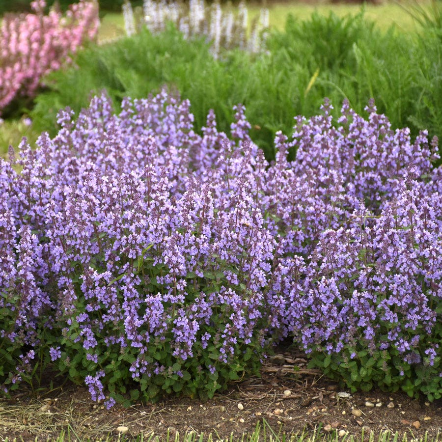 Nepeta 'Cat's Pajamas' Catmint
