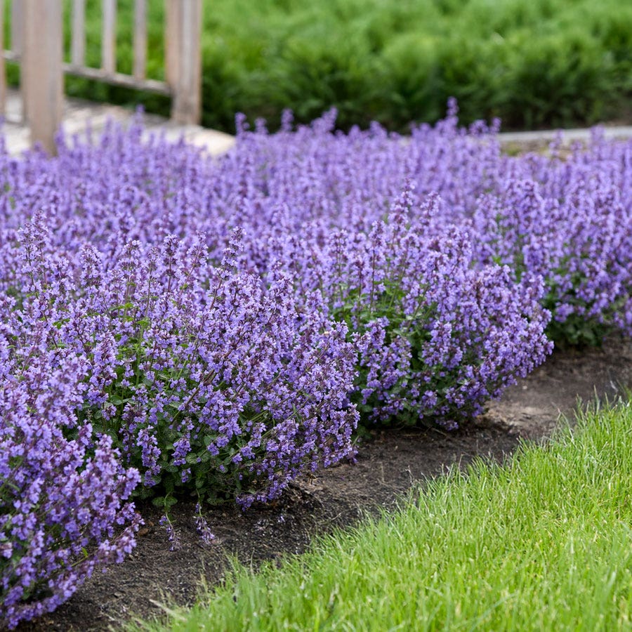 Nepeta 'Cat's Pajamas' Catmint