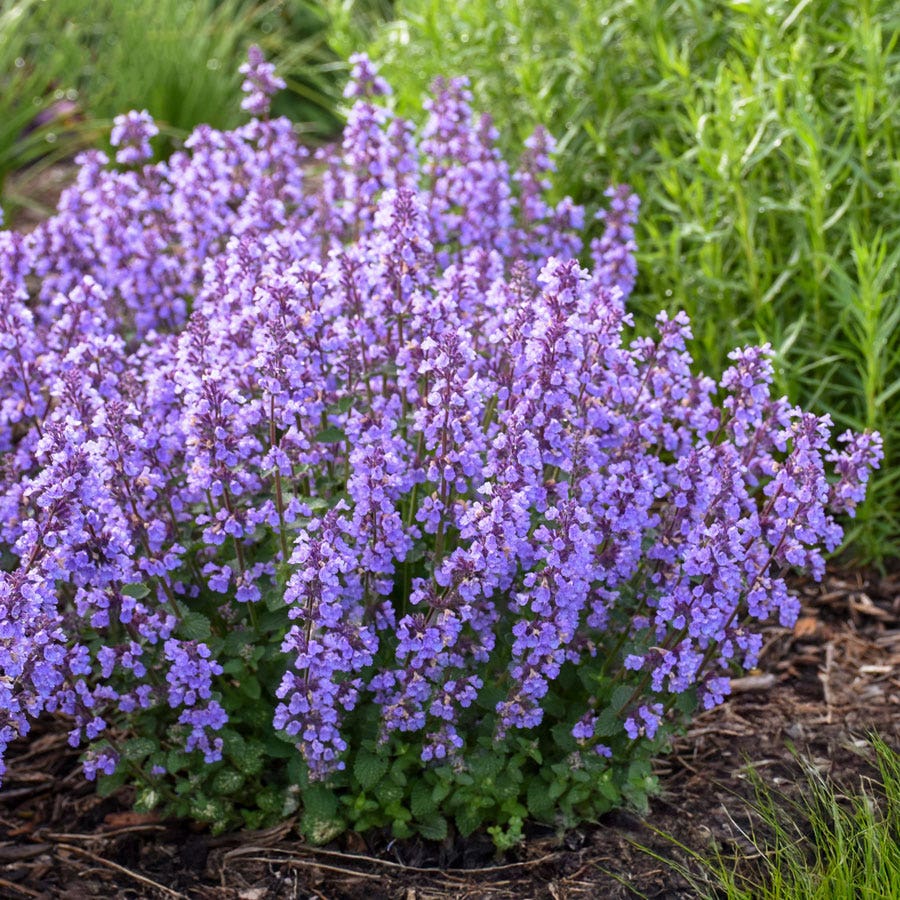 Nepeta 'Cat's Pajamas' Catmint