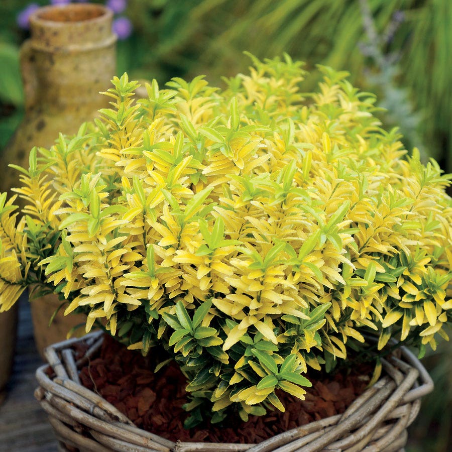 Euonymus 'Happiness'