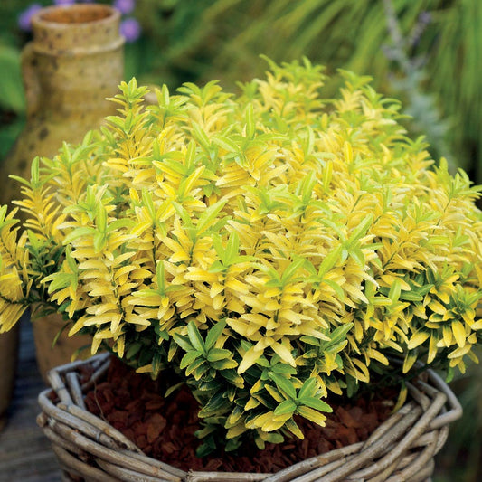 Euonymus 'Happiness'