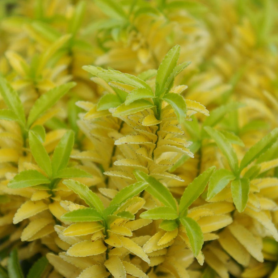 Euonymus 'Happiness'