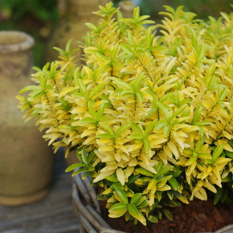 Euonymus 'Happiness'