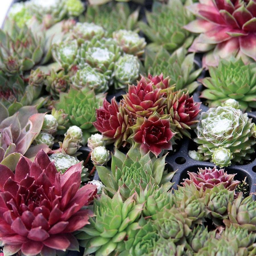 Sempervivum Assorted