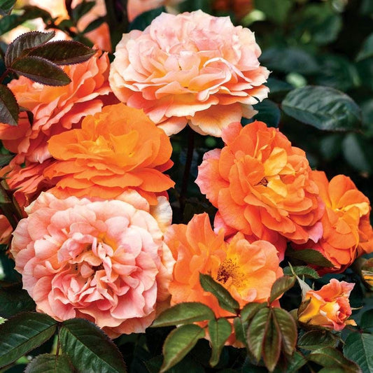 Rosa Tangerine Flames