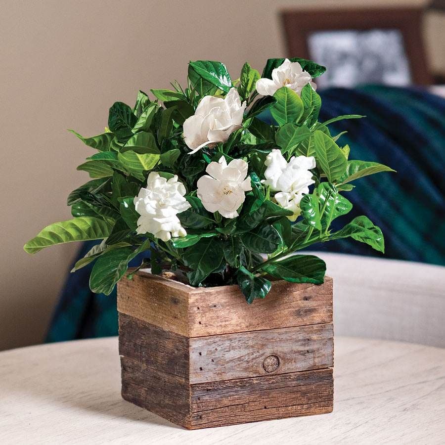 gardenia house plant Gardenia in Reclaimed Wood | White/Silver