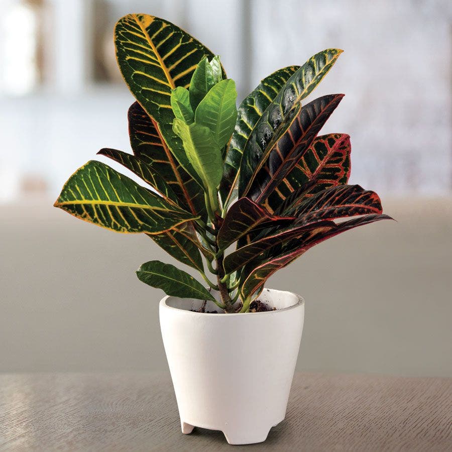 is croton indoor plant Croton Houseplant