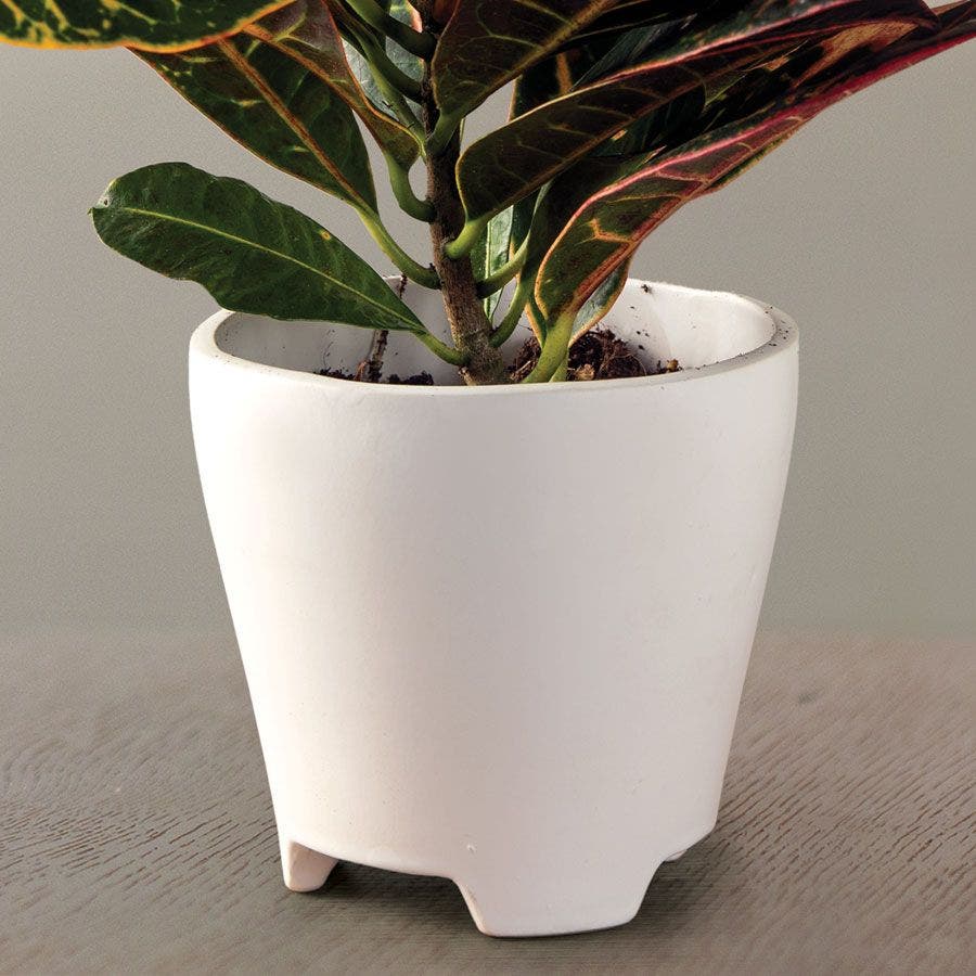 Croton Houseplant