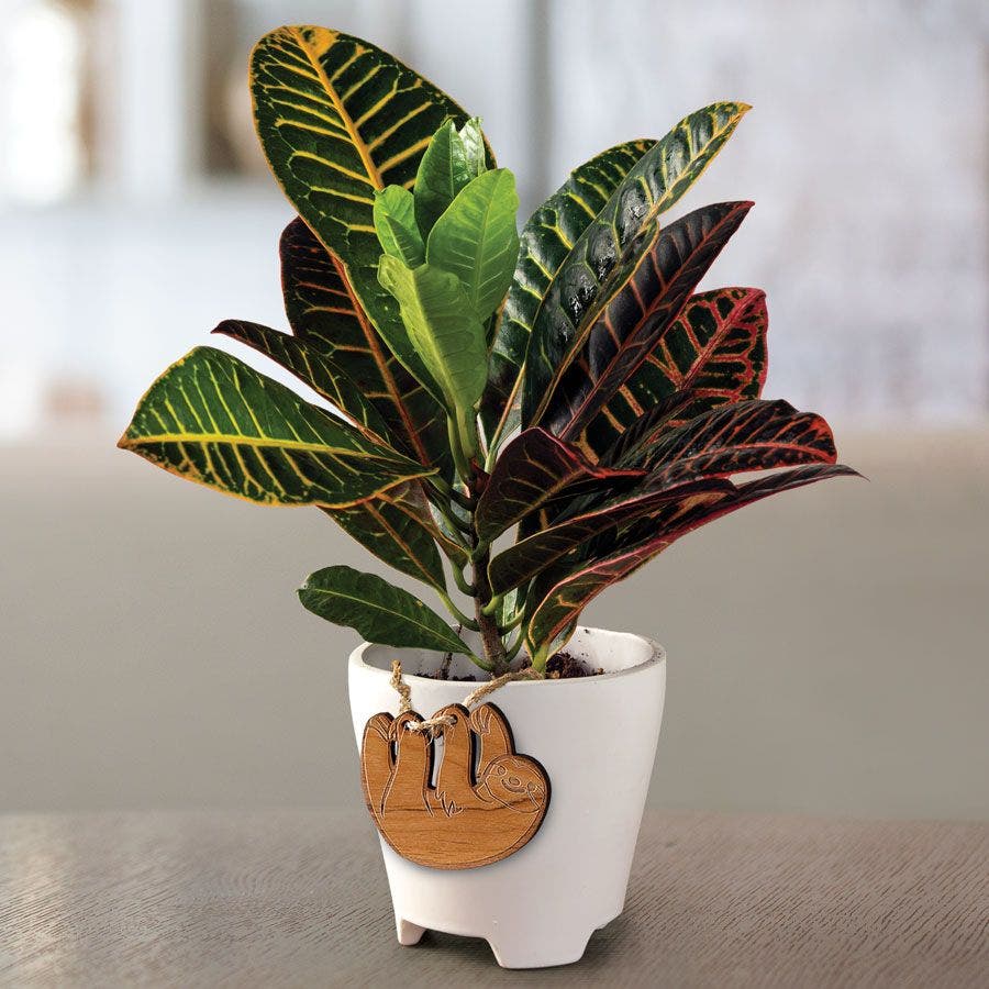 Croton Houseplant