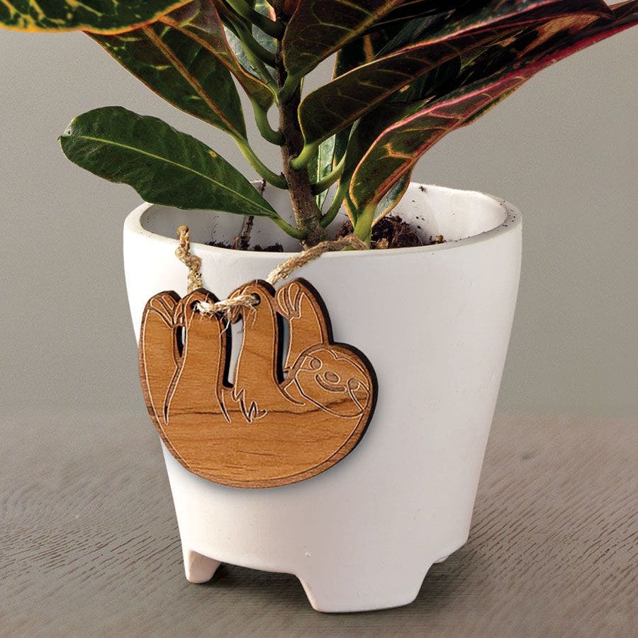 Croton Houseplant
