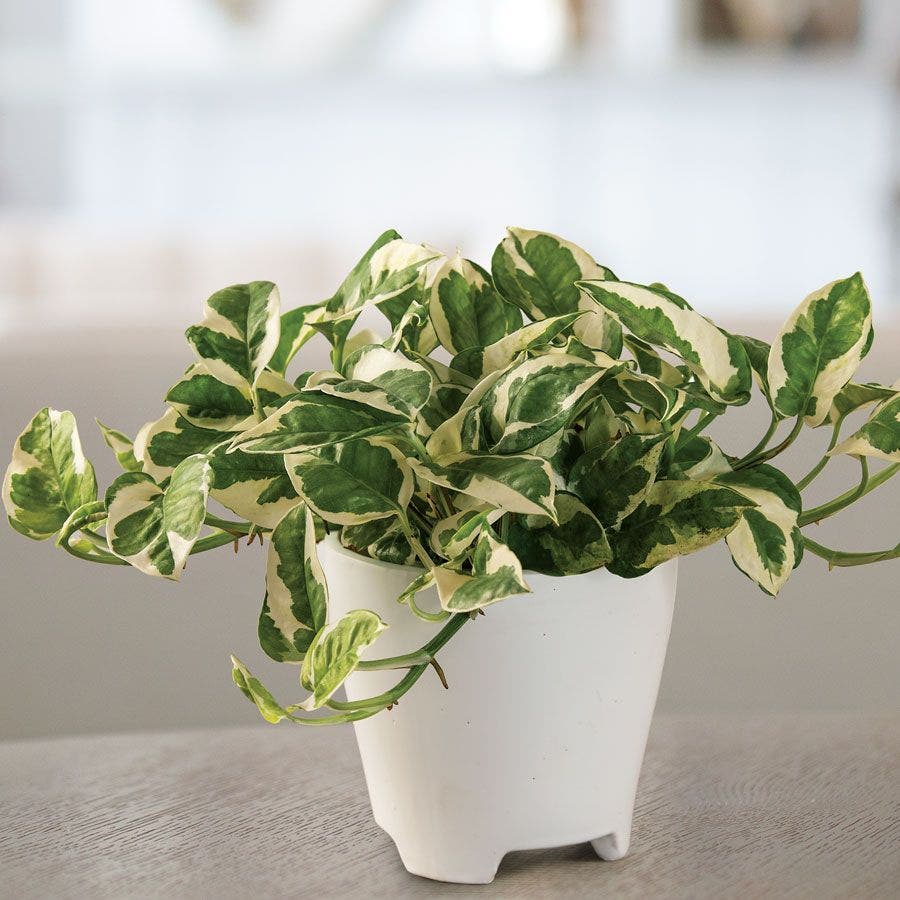 Pothos N'Joy Houseplant