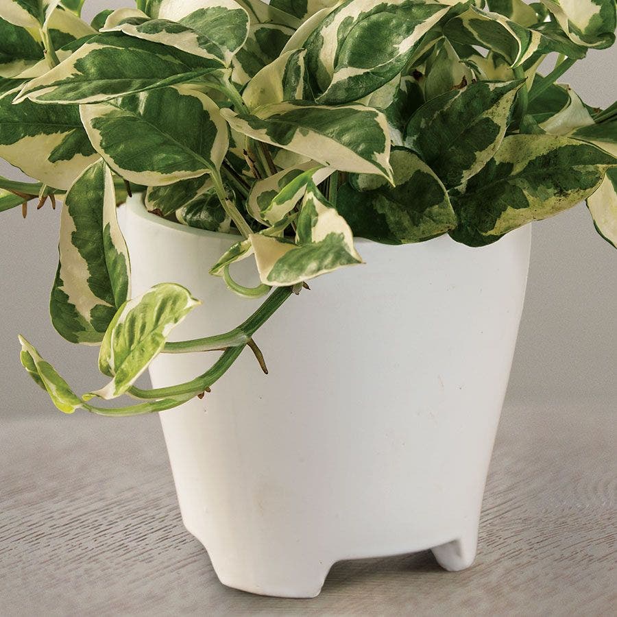 Pothos N'Joy Houseplant