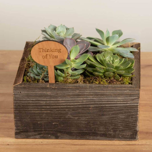 Square Mix Succulent Garden