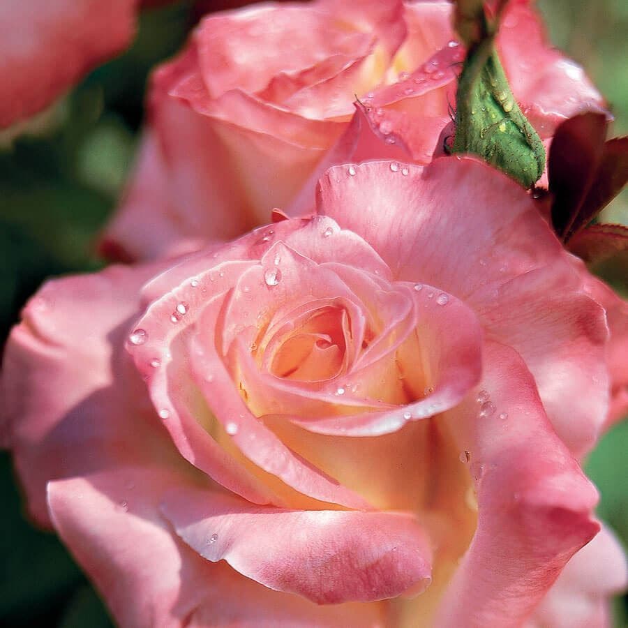 Rosa Elegant Lady