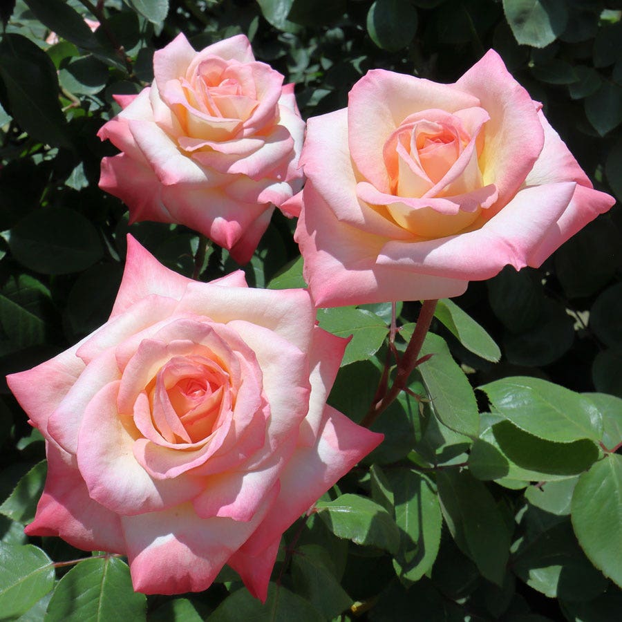 Rosa Elegant Lady