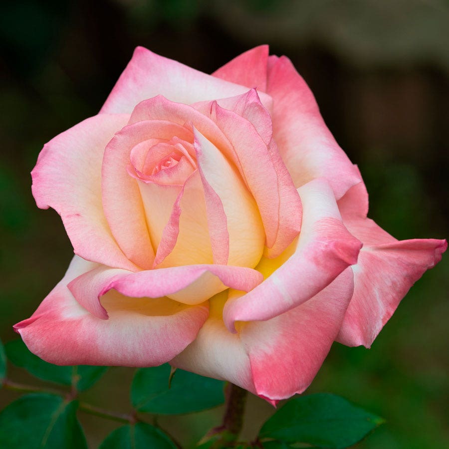 Rosa Elegant Lady