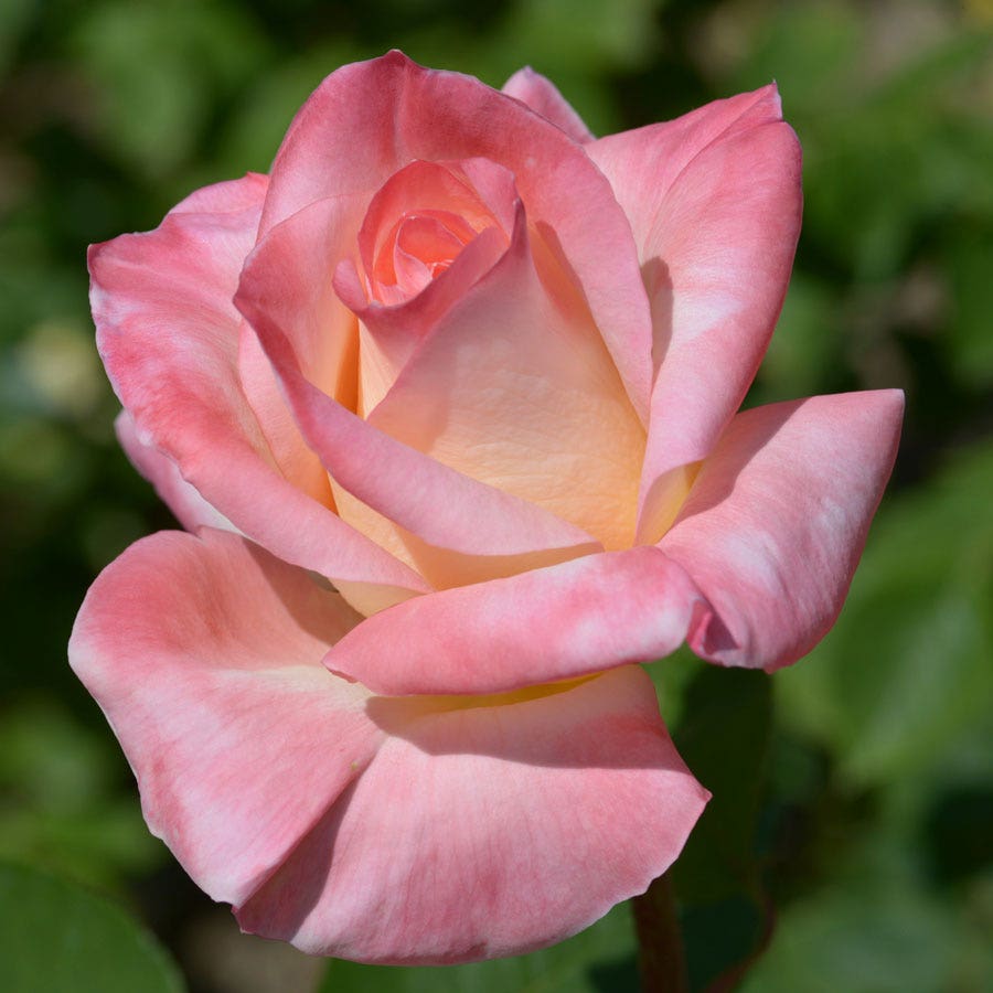 Rosa Elegant Lady