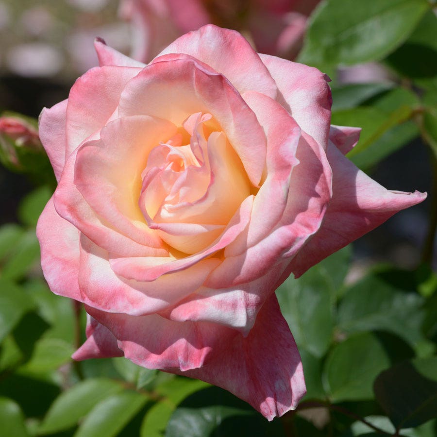 Rosa Elegant Lady
