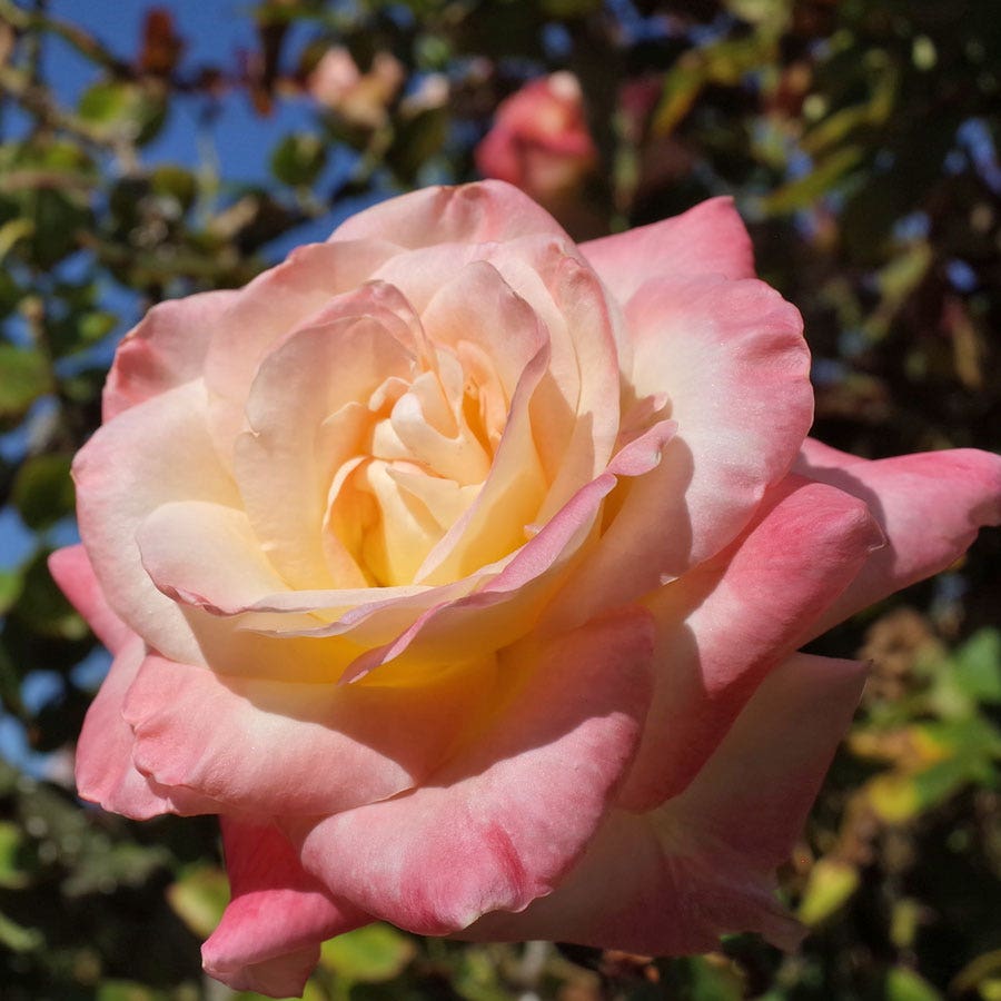 Rosa Elegant Lady