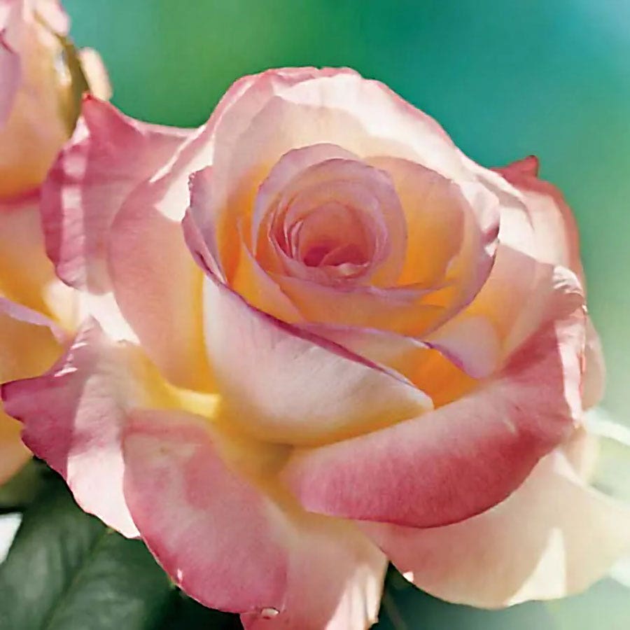 Rosa Elegant Lady