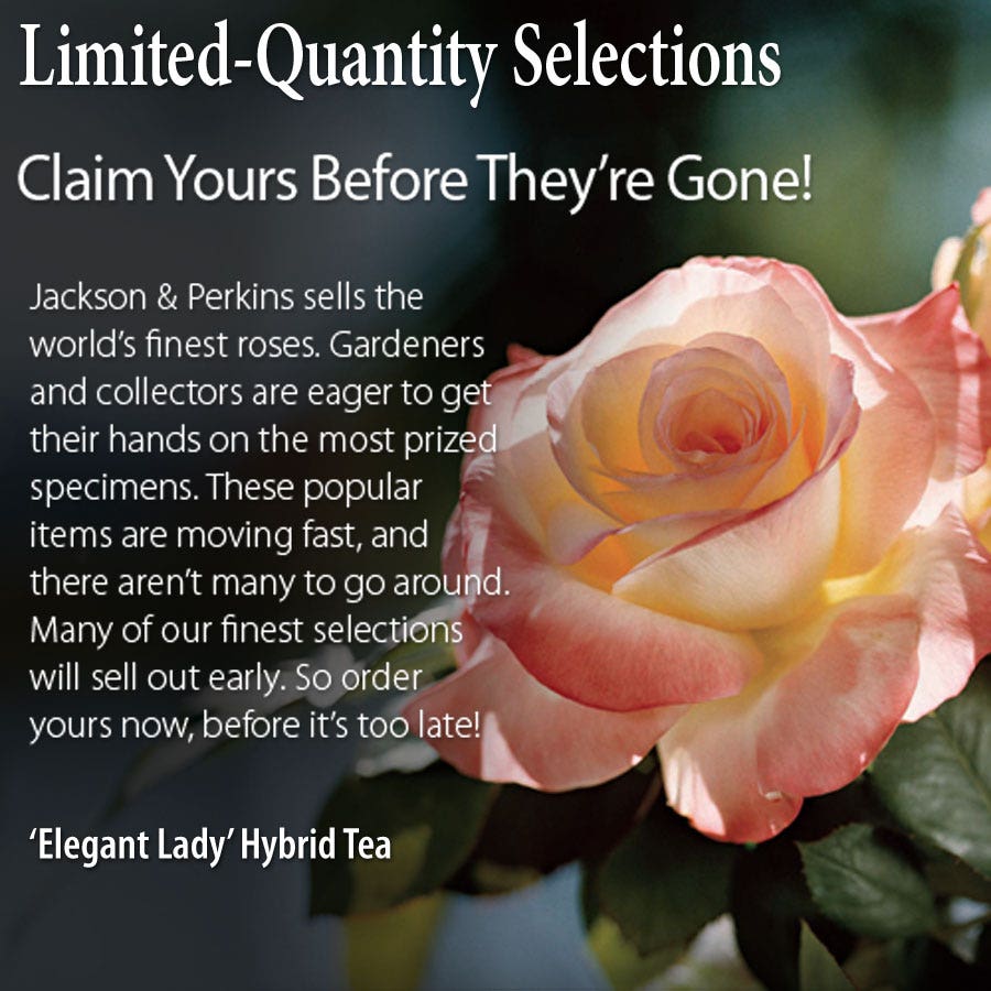Rosa Elegant Lady