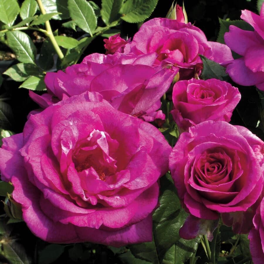 Rosa Sweet Intoxication
