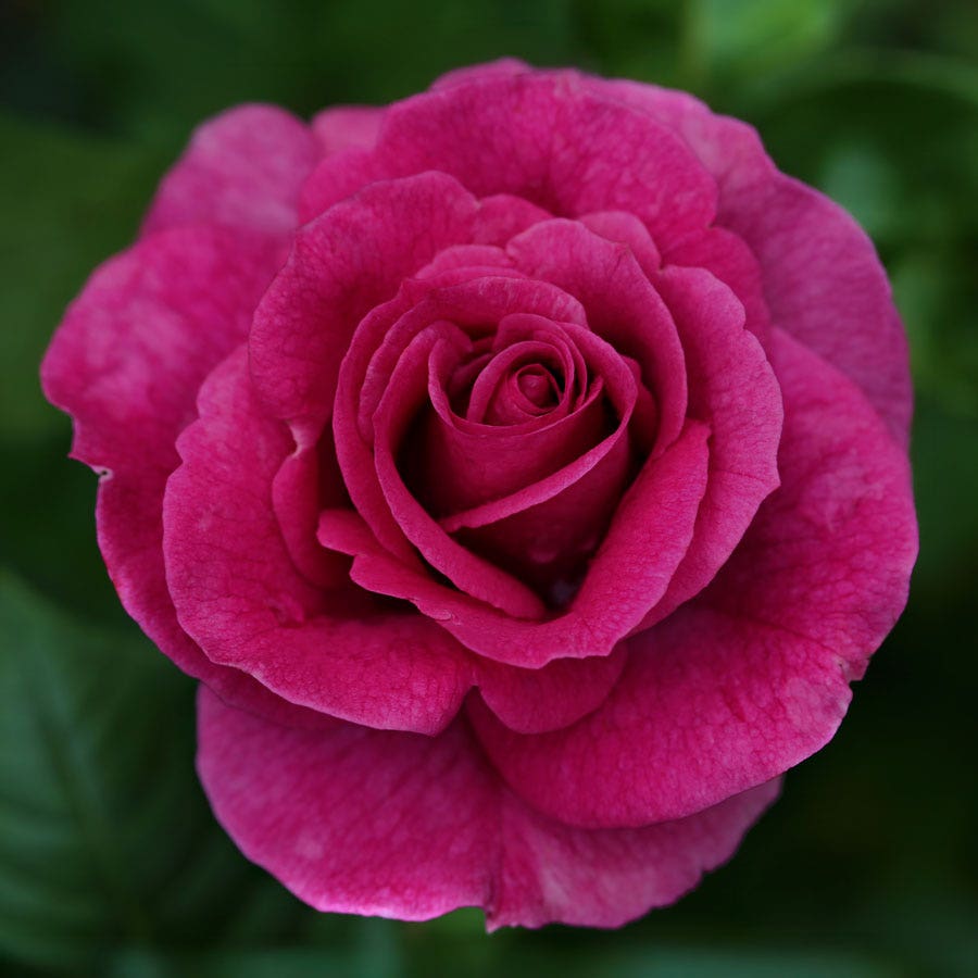 Rosa Sweet Intoxication
