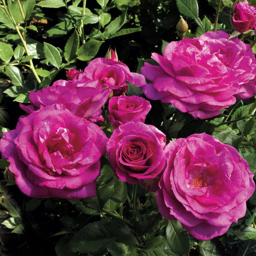 Rosa Sweet Intoxication