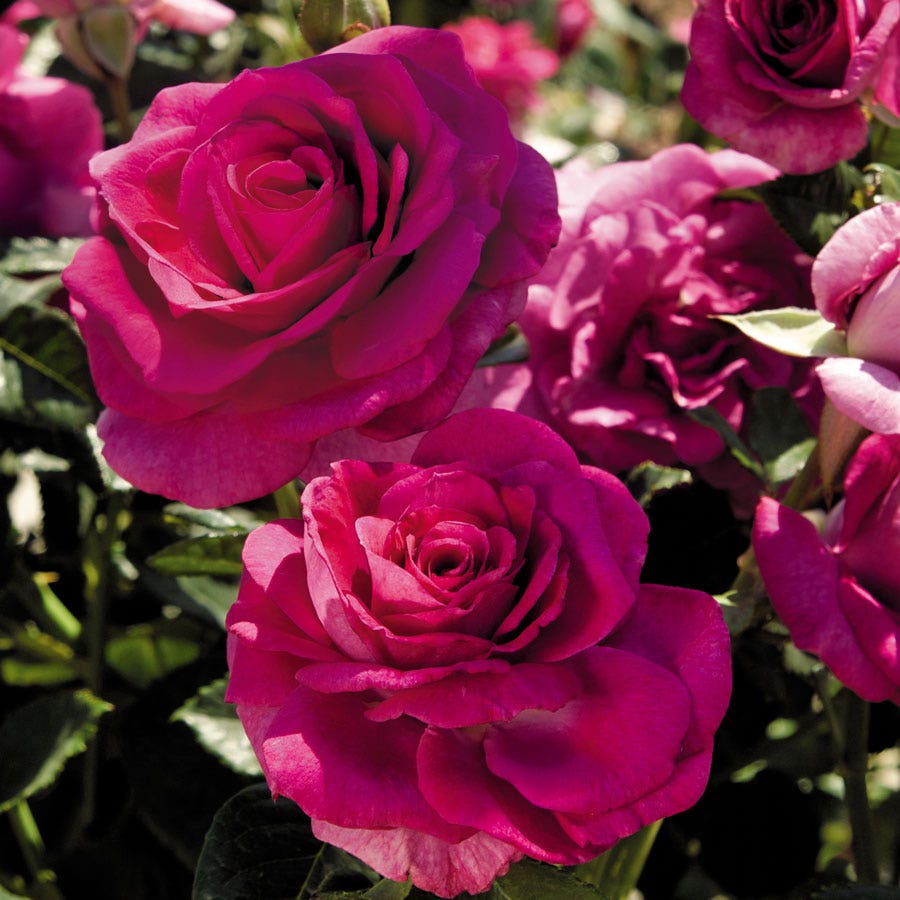 Rosa Sweet Intoxication