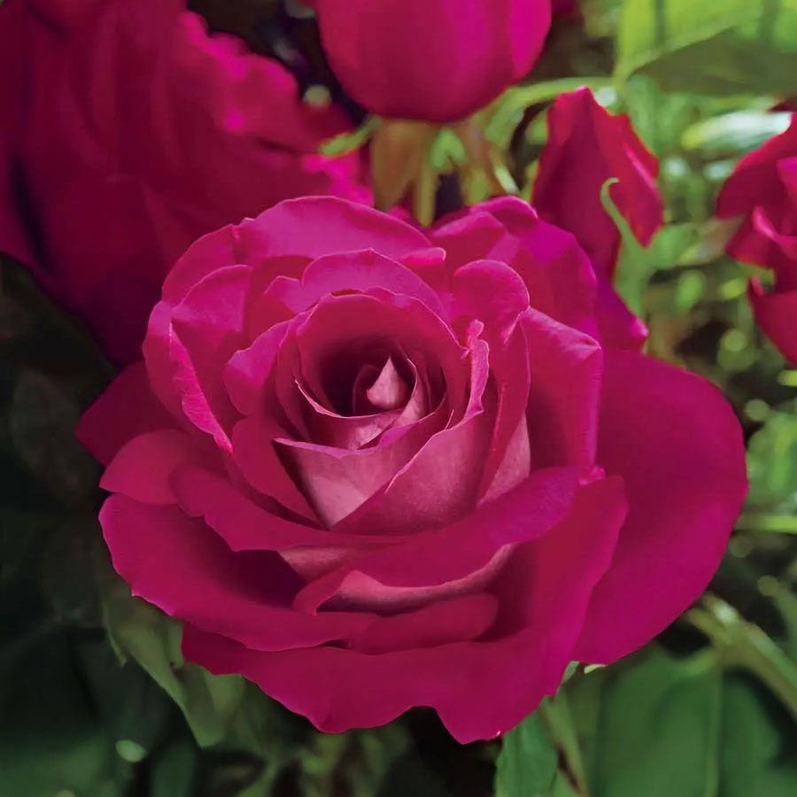 Rosa Sweet Intoxication
