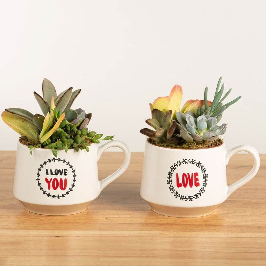 Love Expressions Mixed Succulent Mugs