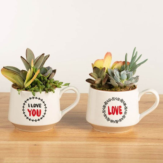 Love Expressions Mixed Succulent Mugs
