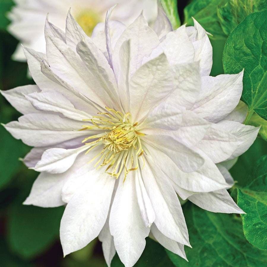 Clematis 'Duchess of Edinburgh' White Clematis