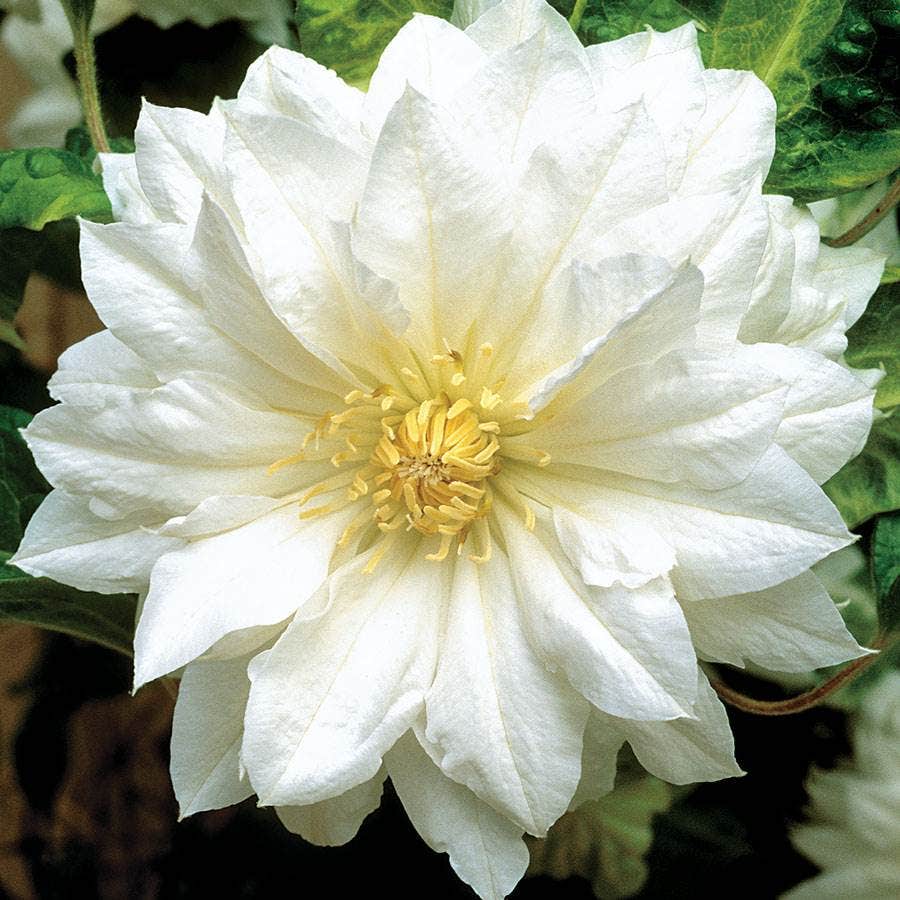 Clematis 'Duchess of Edinburgh' White Clematis