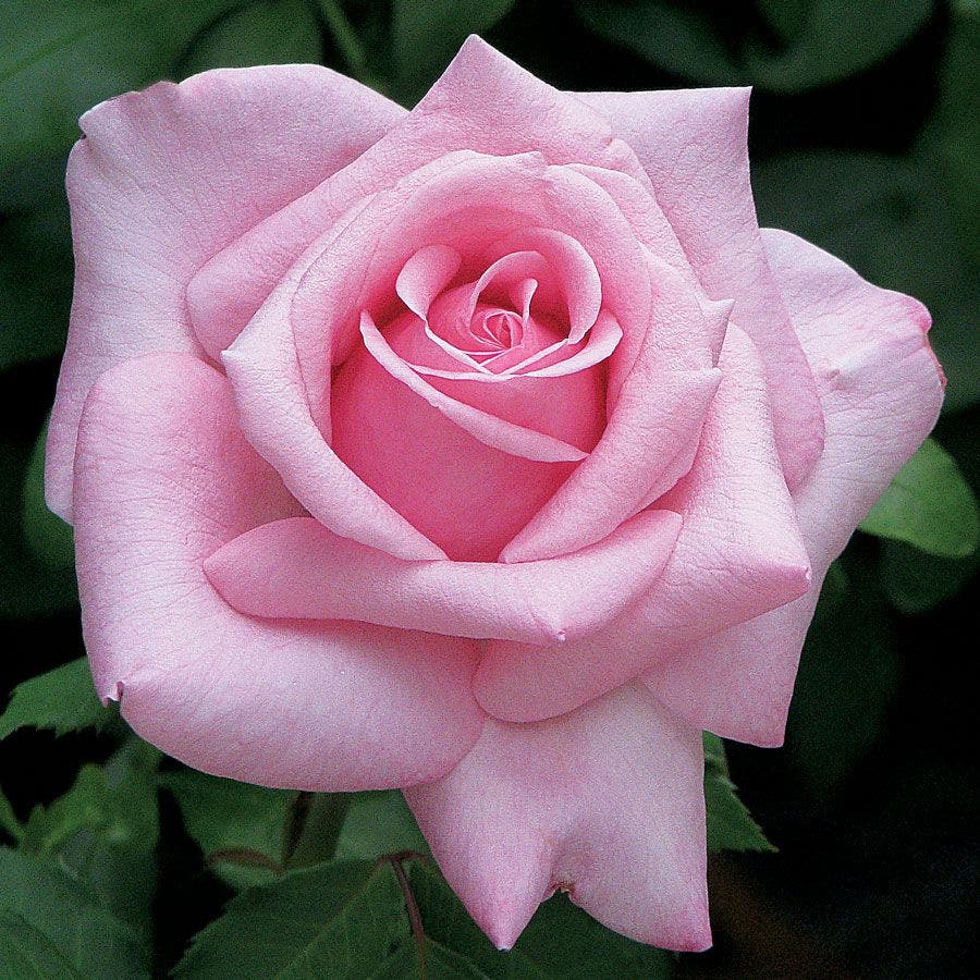 Belinda's Dream Shrub Rose