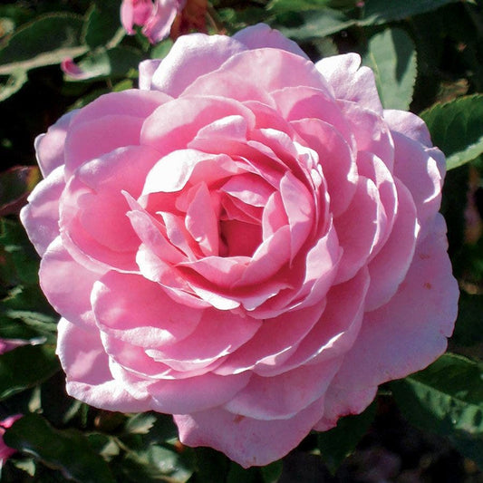 Belinda's Dream Shrub Rose
