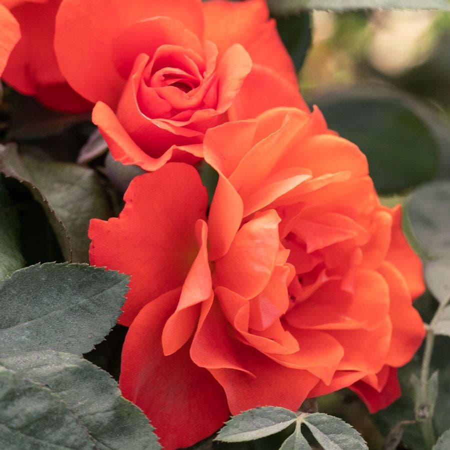 Rosa Mandarin Sunset