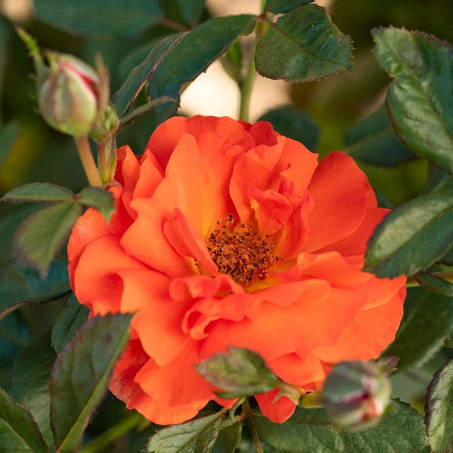 Rosa Mandarin Sunset