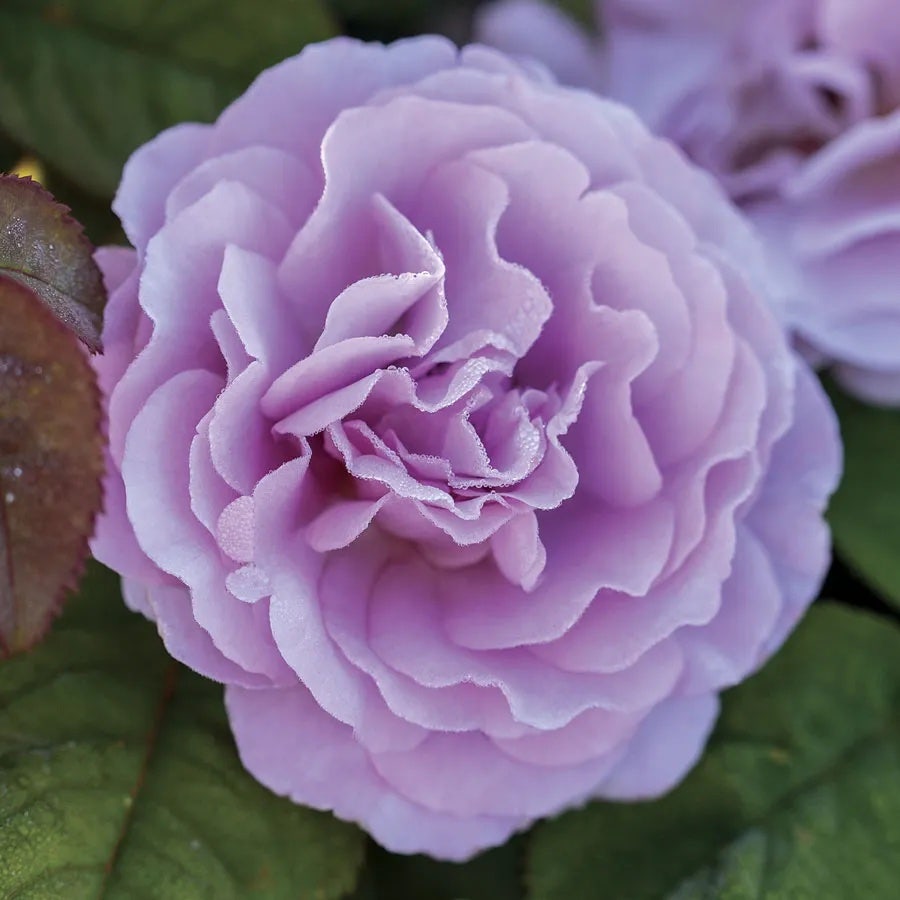 Rosa Blushing Lavender