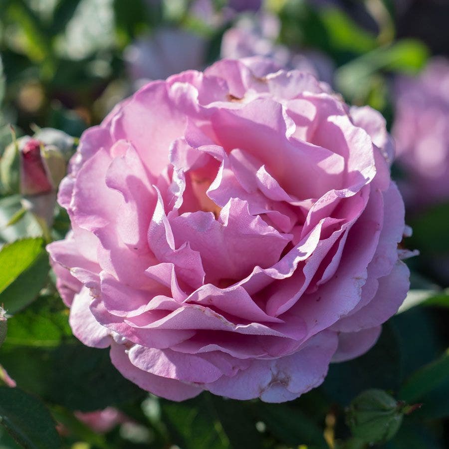 Rosa Blushing Lavender
