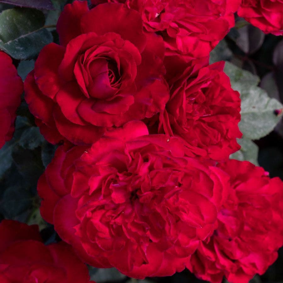 Rosa Never Been Redder