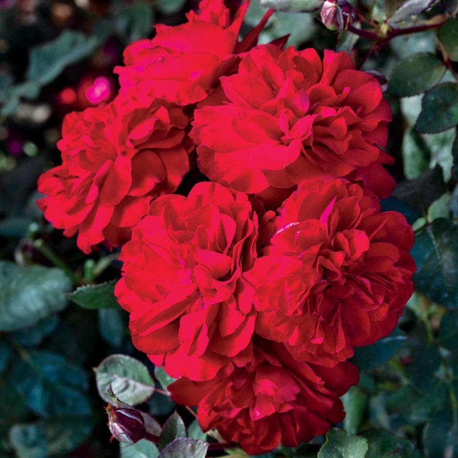 Rosa Never Been Redder